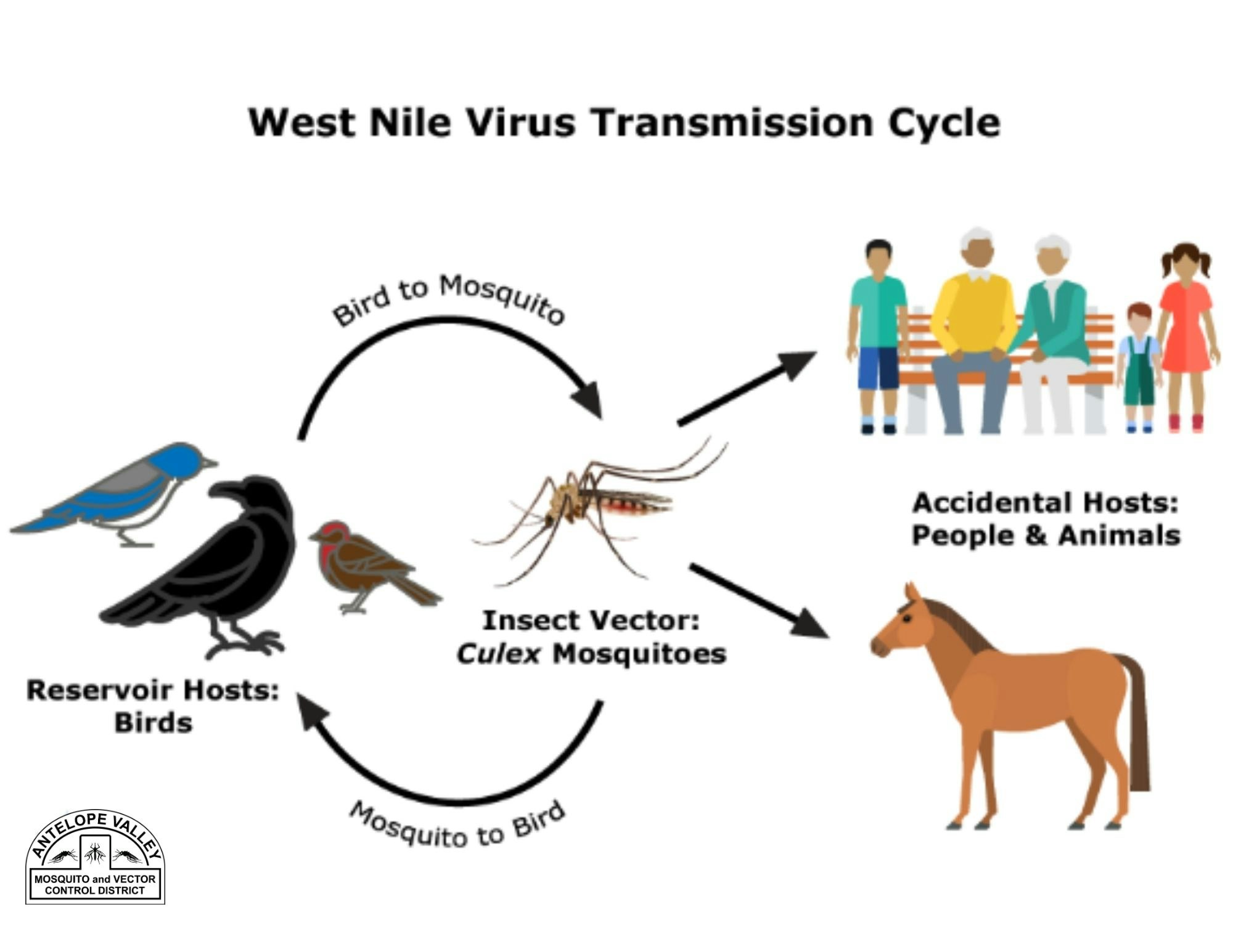 West Nile Virus Antelope Valley Mosquito And Vector Control District west-nile-virus-antelope-valley-mosquito-and-vector-control-district